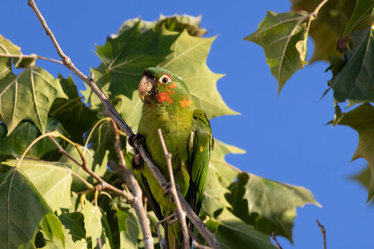 Mitred parakeet standing on a tree 