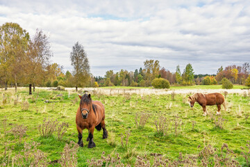 Naklejka premium Horses in a pasture at a rural landscape at autumn