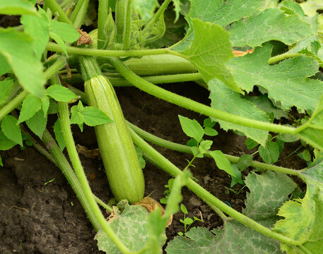 Zucchini plant growing garden organic vegetable harvest