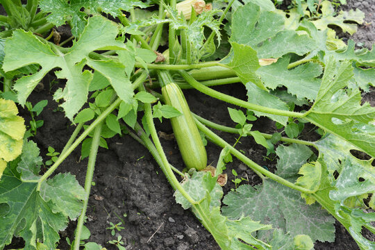 Zucchini vegetable garden plant green organic growing