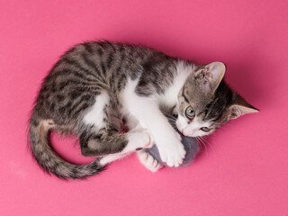 kitten © aaali
