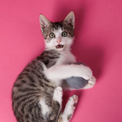 kitten © aaali