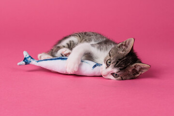 kitten © aaali