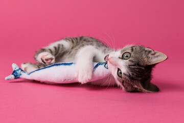 kitten © aaali