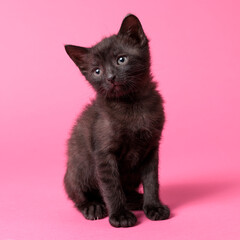 kitten © aaali