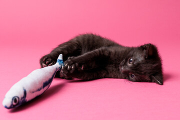 kitten © aaali