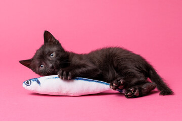 kitten © aaali