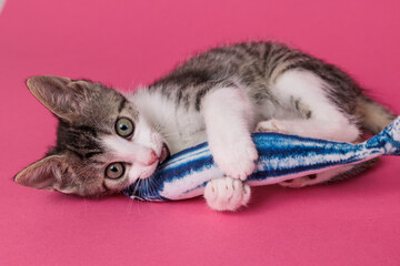 kitten © aaali