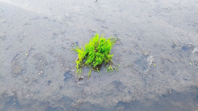 Young Rice Seedling Growing in Muddy Paddy Field, Top View Agriculture Background with Copy Space