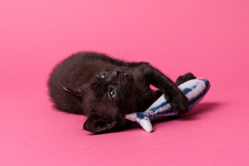 kitten © aaali