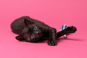 kitten © aaali