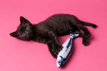 kitten © aaali