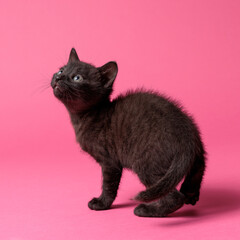kitten © aaali