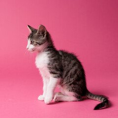 kitten © aaali