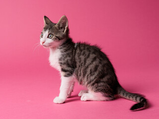 kitten © aaali