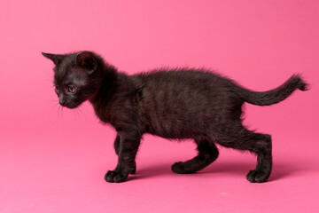 kitten © aaali