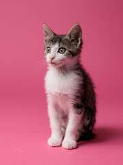 kitten © aaali