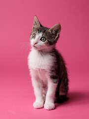 kitten © aaali