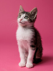 kitten © aaali