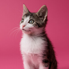 kitten © aaali