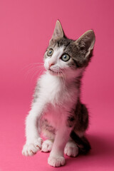 kitten © aaali