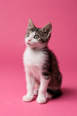 kitten © aaali