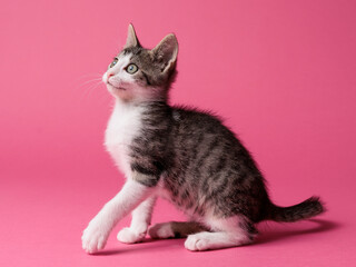 kitten © aaali