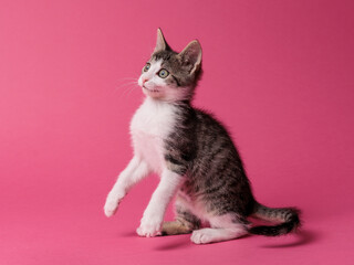 kitten © aaali