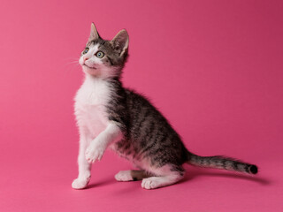 kitten © aaali