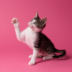 kitten © aaali