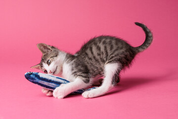 kitten © aaali