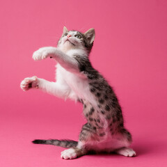 kitten © aaali