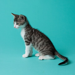 kitten © aaali