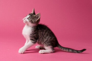 kitten © aaali