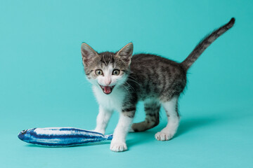 kitten © aaali