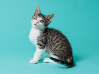kitten © aaali