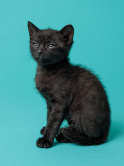 kitten © aaali