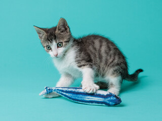 kitten © aaali