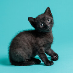 kitten © aaali
