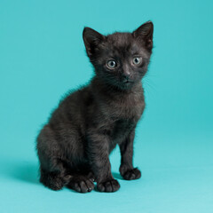 kitten © aaali
