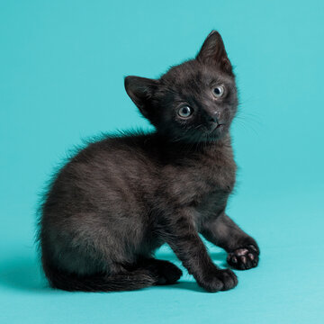 kitten