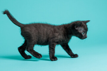 kitten © aaali
