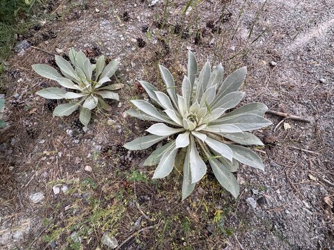 Verbascum thapsus (Great Mullein) rosettes with silvery, woolly leaves growing on a pine forest floor strewn with dry needles and cones.