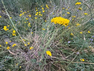 Achillea millefolium (specifically golden yarrow or a related yellow-flowered variety) blooming with bright yellow flower clusters among dry grass, pine needles, and pinecones on a forest floor. © Bediha Duru Öksüz