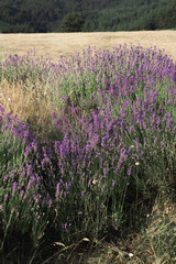 Fototapeta premium Rows of blooming lavender growing in the Bulgarian countryside during summer. Aromatic herb cultivated for essential oils, wellness products and natural cosmetics.