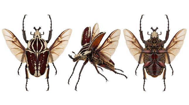Three views of a flying Goliath beetle isolated on transparent background.