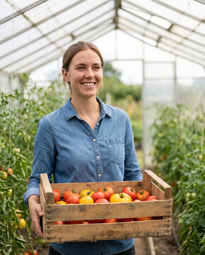 Farmer carrying a crate of ripe tomatoes in a greenhouse