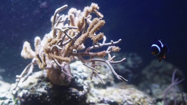Black and white clownfish swimming near branching coral in a deep blue underwater environment. Close-up view of marine life in a reef aquarium or natural ocean habitat with soft lighting.