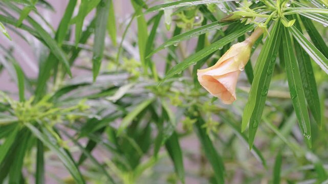 Close-up of a peach colored cascabela thevetia flower bud blooming among long green leaves covered in fresh raindrops. Beautiful botanical nature photography on a rainy day with soft lighting.