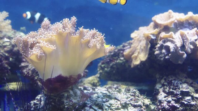 Vibrant underwater coral reef scene featuring a tan leather coral in focus. Exotic blue tang and clownfish swim in the background among rocks and marine life. Professional aquarium photography.